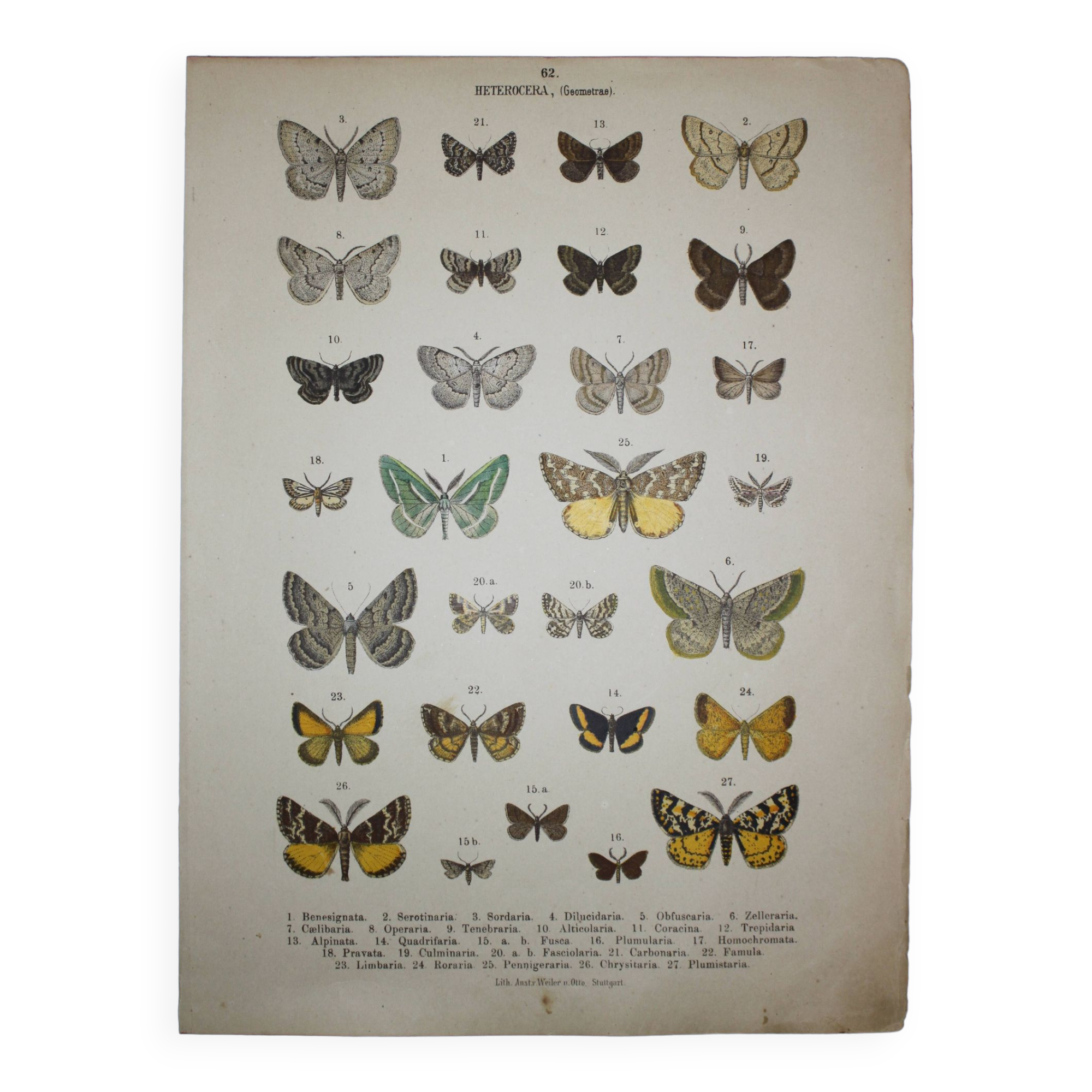 Engraving of Butterflies - Old lithograph from 1887 - Benesignata - Entomological illustration