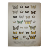 Engraving of Butterflies - Old lithograph from 1887 - Benesignata - Entomological illustration