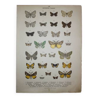 Engraving of Butterflies - Old lithograph from 1887 - Benesignata - Entomological illustration
