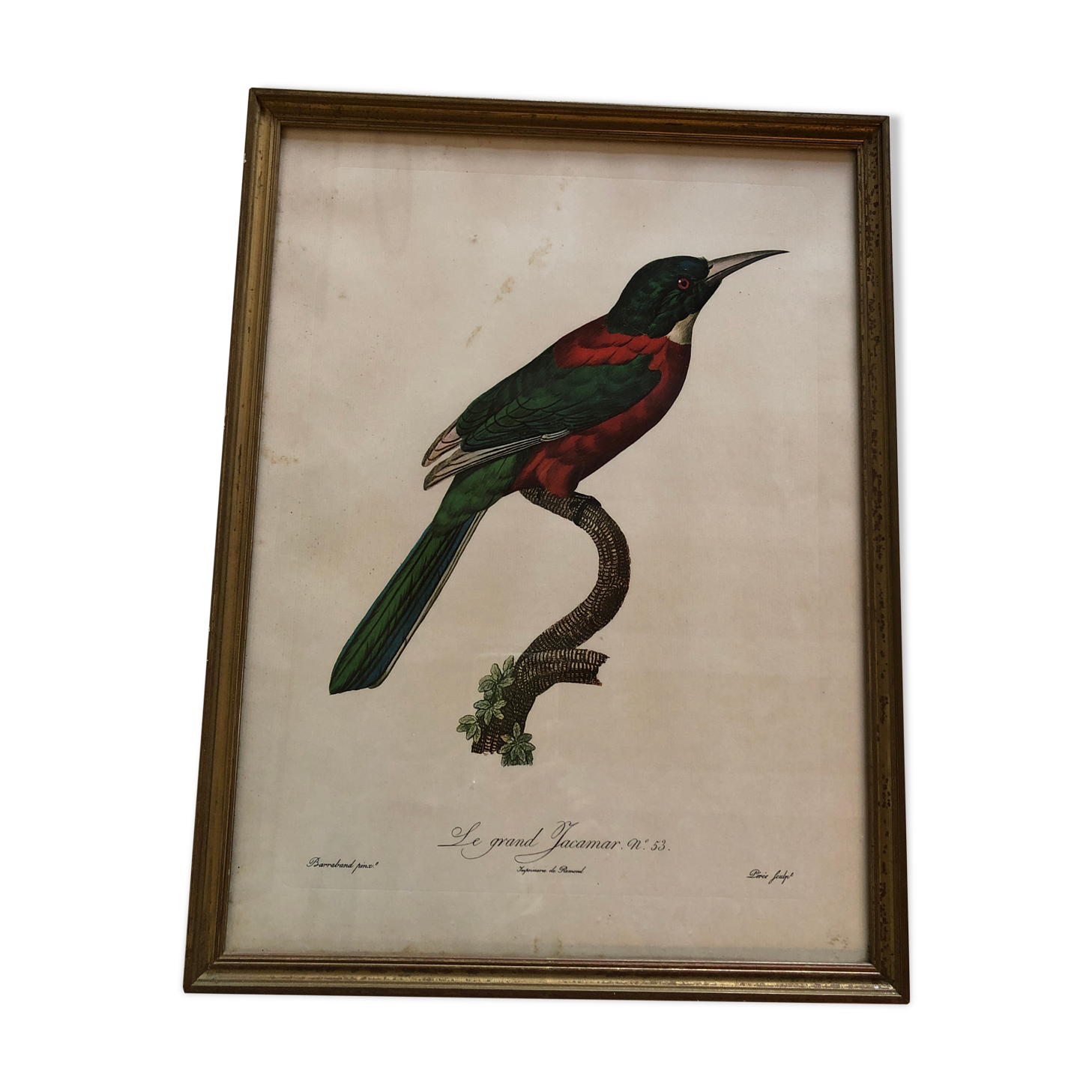 Bird engraving "The Great Jacamar"