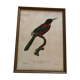 Bird engraving "The Great Jacamar"