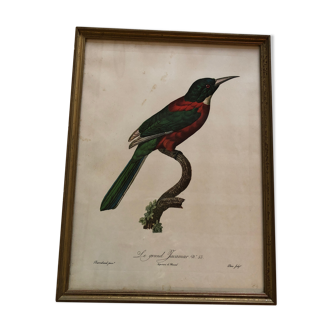 Bird engraving "The Great Jacamar"
