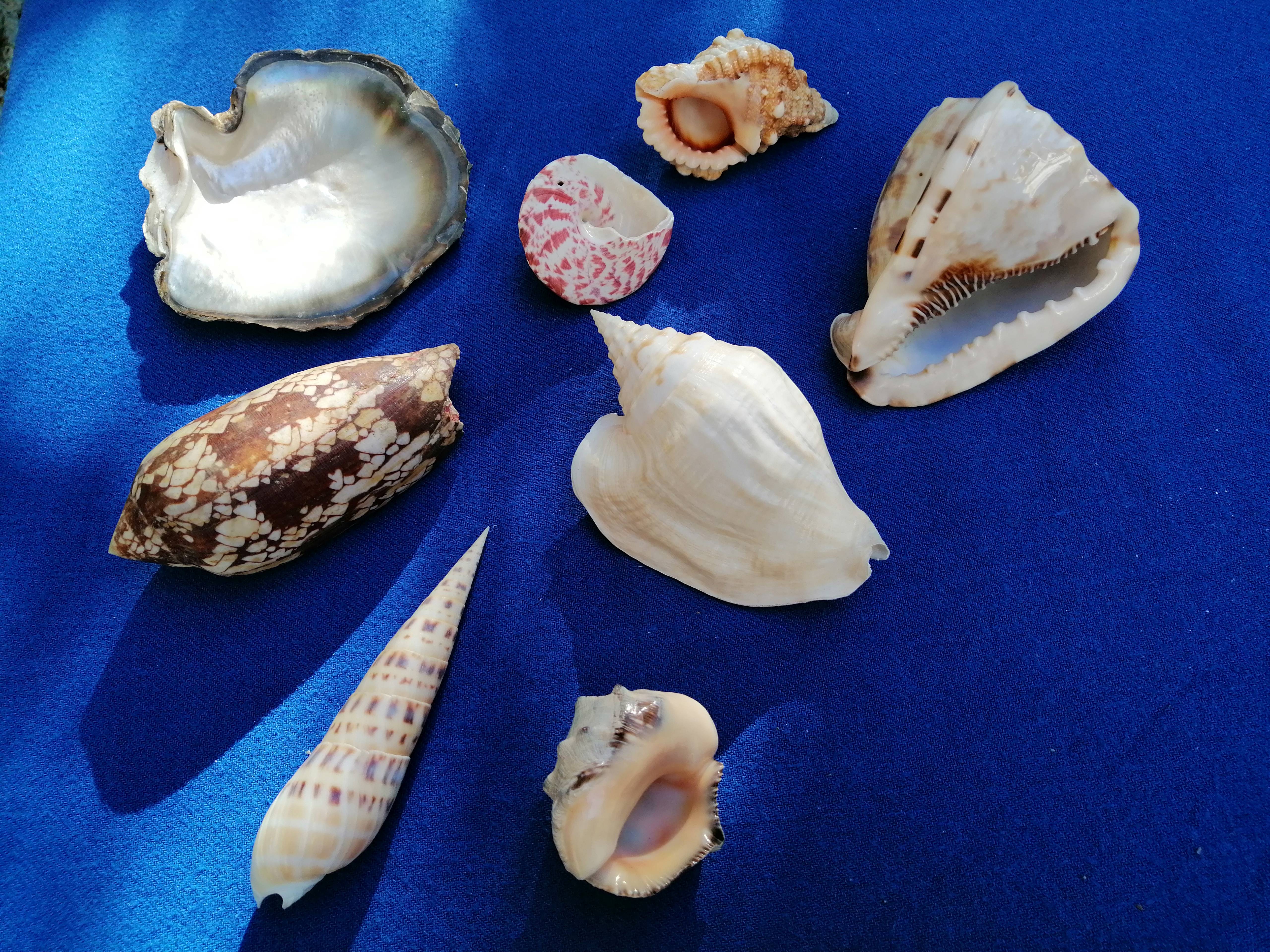 Lot de coquillages