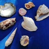 Set of shells