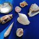 Lot de coquillages