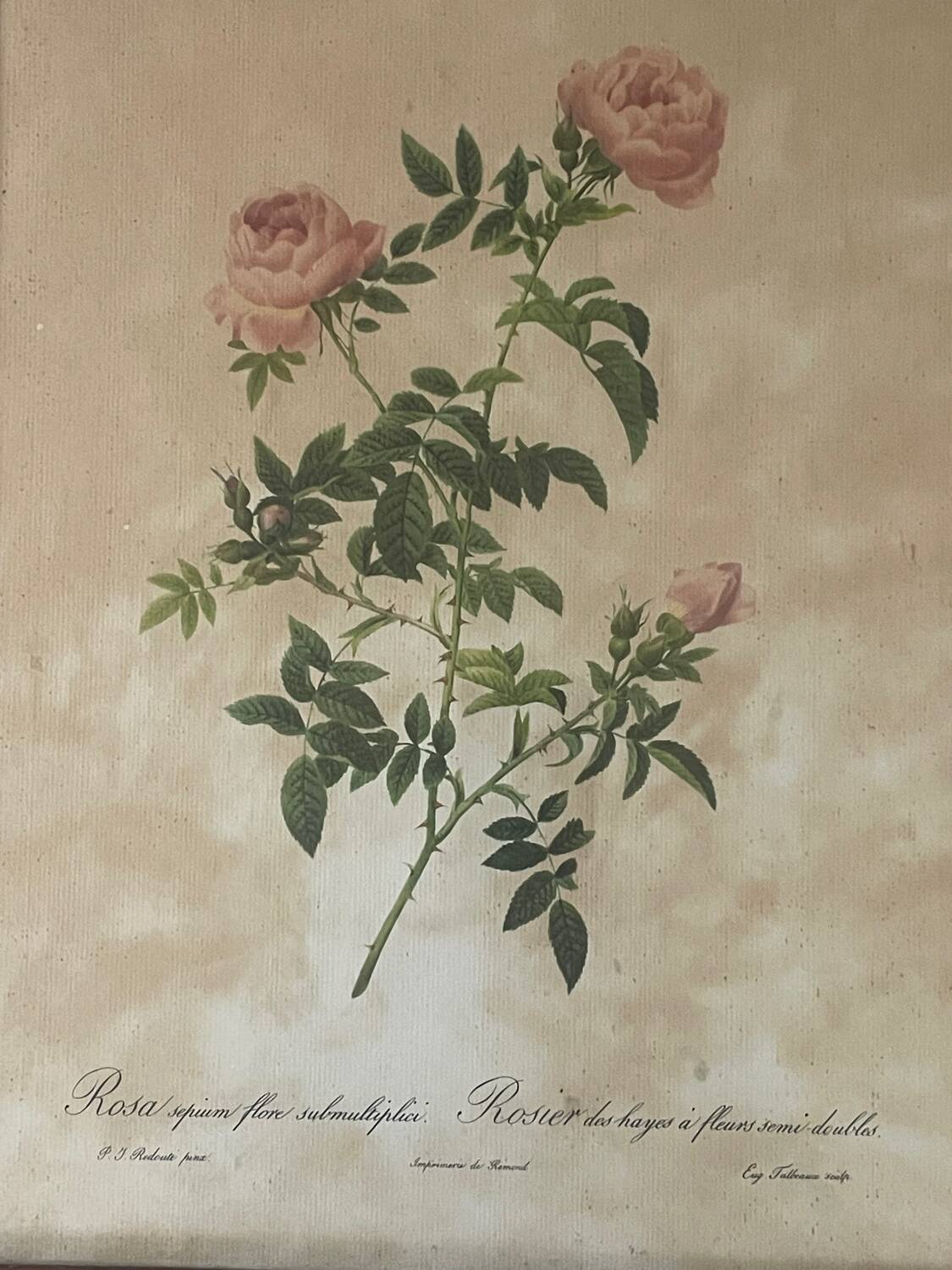 Pair of pink framed reproductions of PJ Redouté