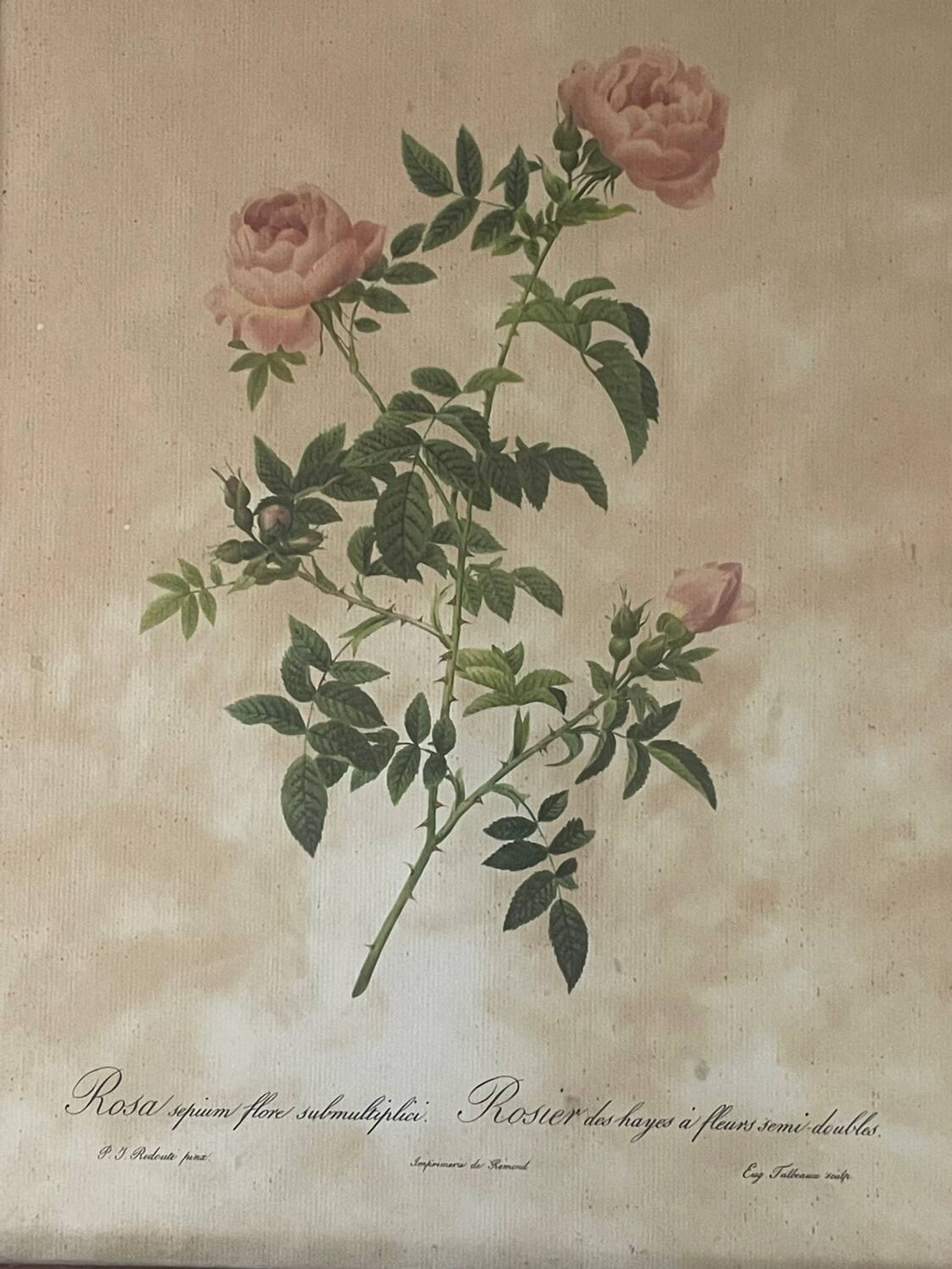 Pair of pink framed reproductions of PJ Redouté