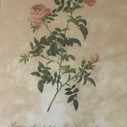 Pair of pink framed reproductions of PJ Redouté