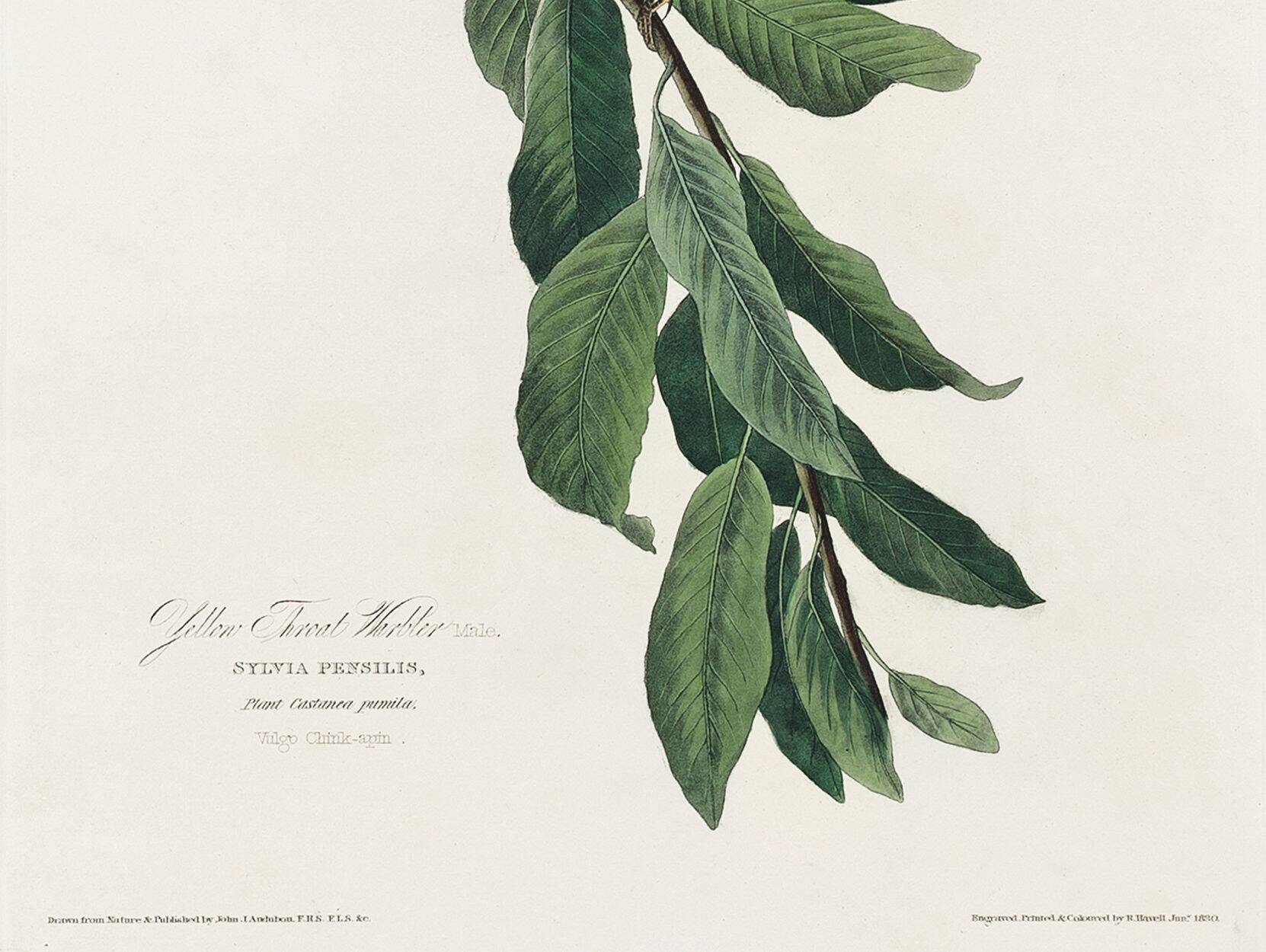 Poster about the Yellow-throated Warbler, after an old engraving from 1827