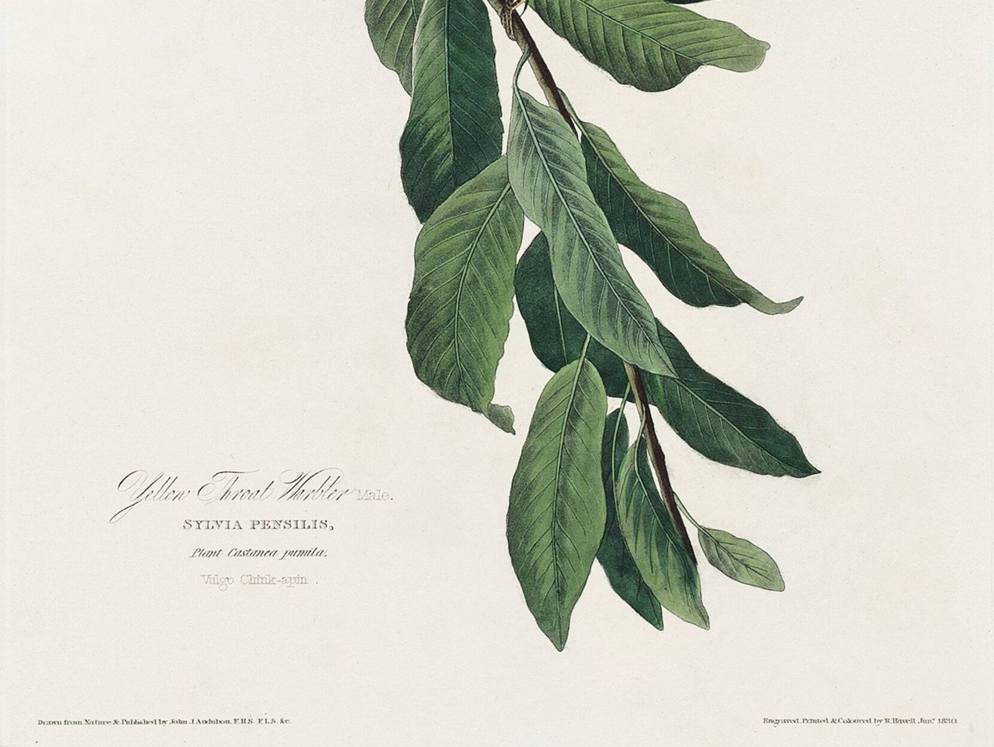 Poster about the Yellow-throated Warbler, after an old engraving from 1827