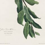 Poster about the Yellow-throated Warbler, after an old engraving from 1827