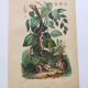 Antique plate from 1839 - Pepper tree - Botanical engraving hand-colored from nature