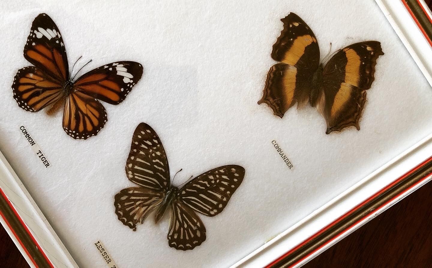 Stuffed butterflies frame