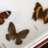 Papillons naturalisés cadre