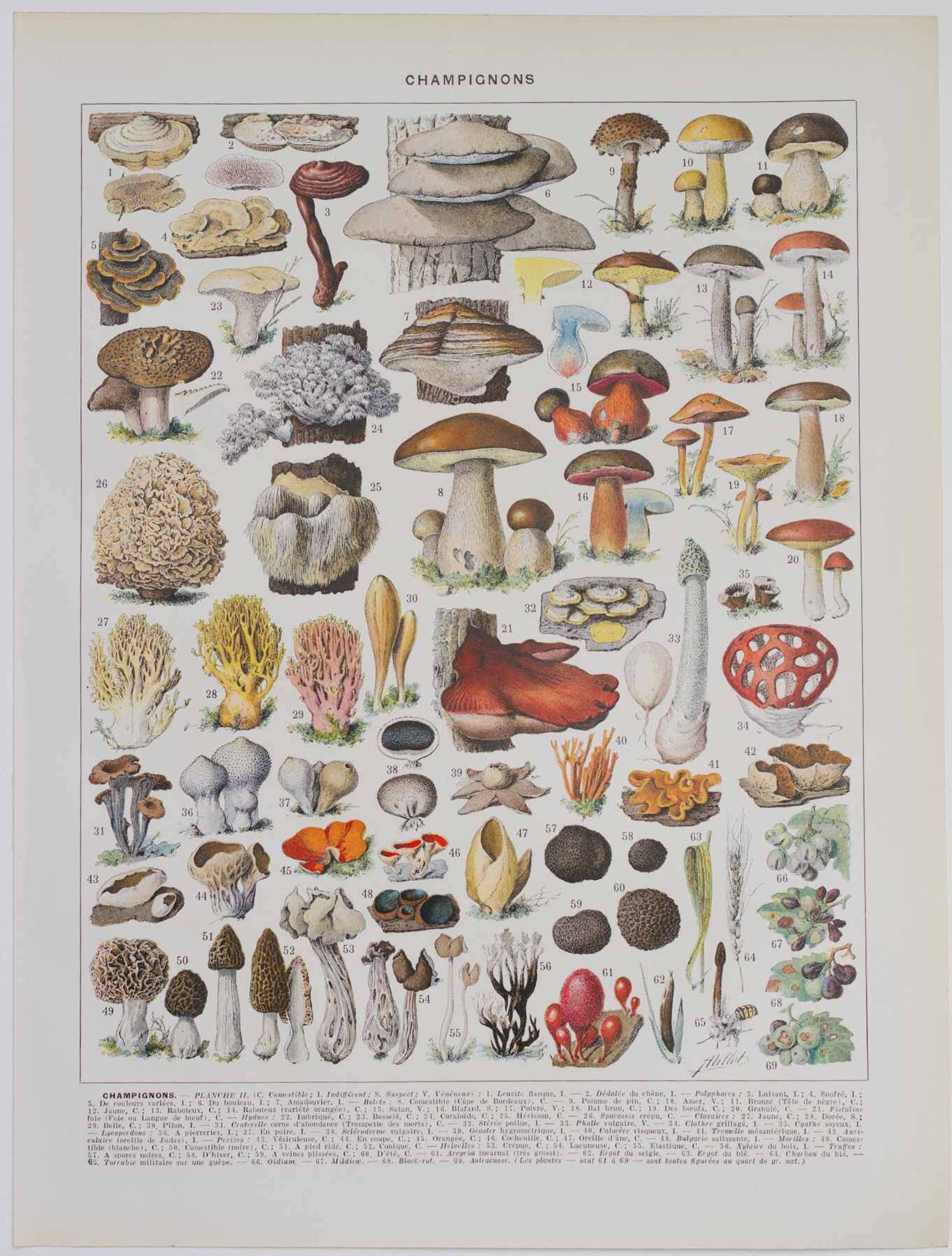 Planche botanique originale "Champignons II" de 1929