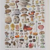 Original botanical plate "Mushrooms II" from 1929