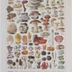 Original botanical plate "Mushrooms II" from 1929