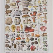 Planche botanique originale "Champignons II" de 1929