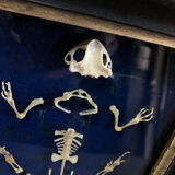 Frog skeleton