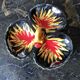 Ceramic dish signed