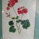 Pélargonium gouache de Richard coggan