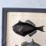 Gravure en couleurs par C. Motte, d'après Paul Louis Oudart (1796-1850), "Poissons"