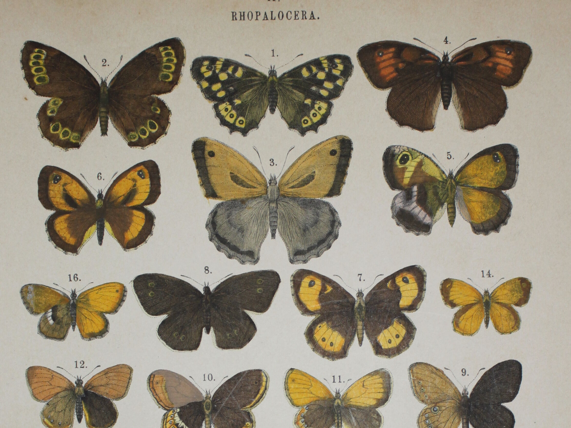Aegeria butterflies, illustration from 1887, antique print, lepidoptere original insect plate