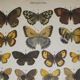 Aegeria butterflies, illustration from 1887, antique print, lepidoptere original insect plate