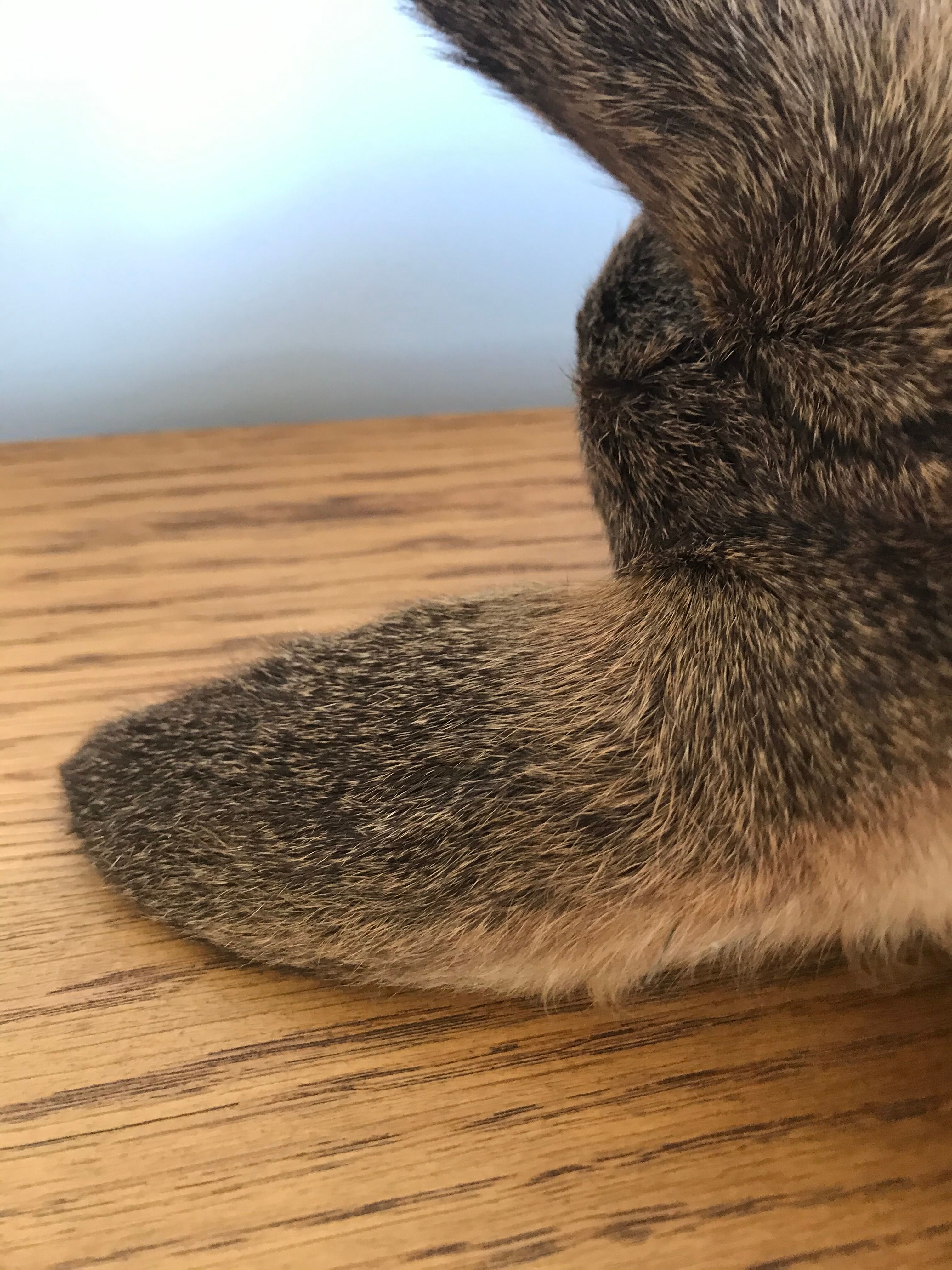 Taxidermy deer head