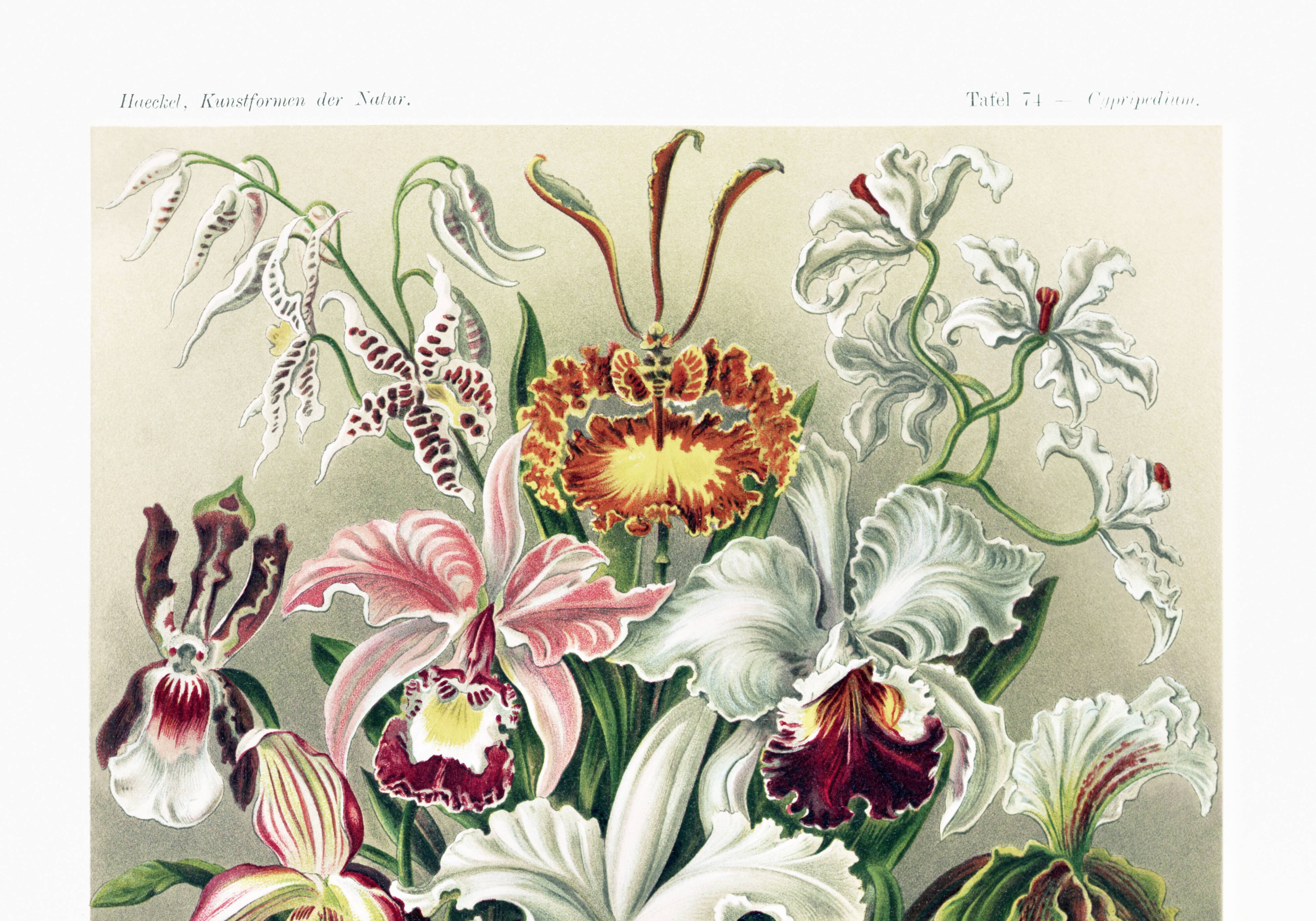 Poster about “orchids”, based on an old lithograph from 1904.