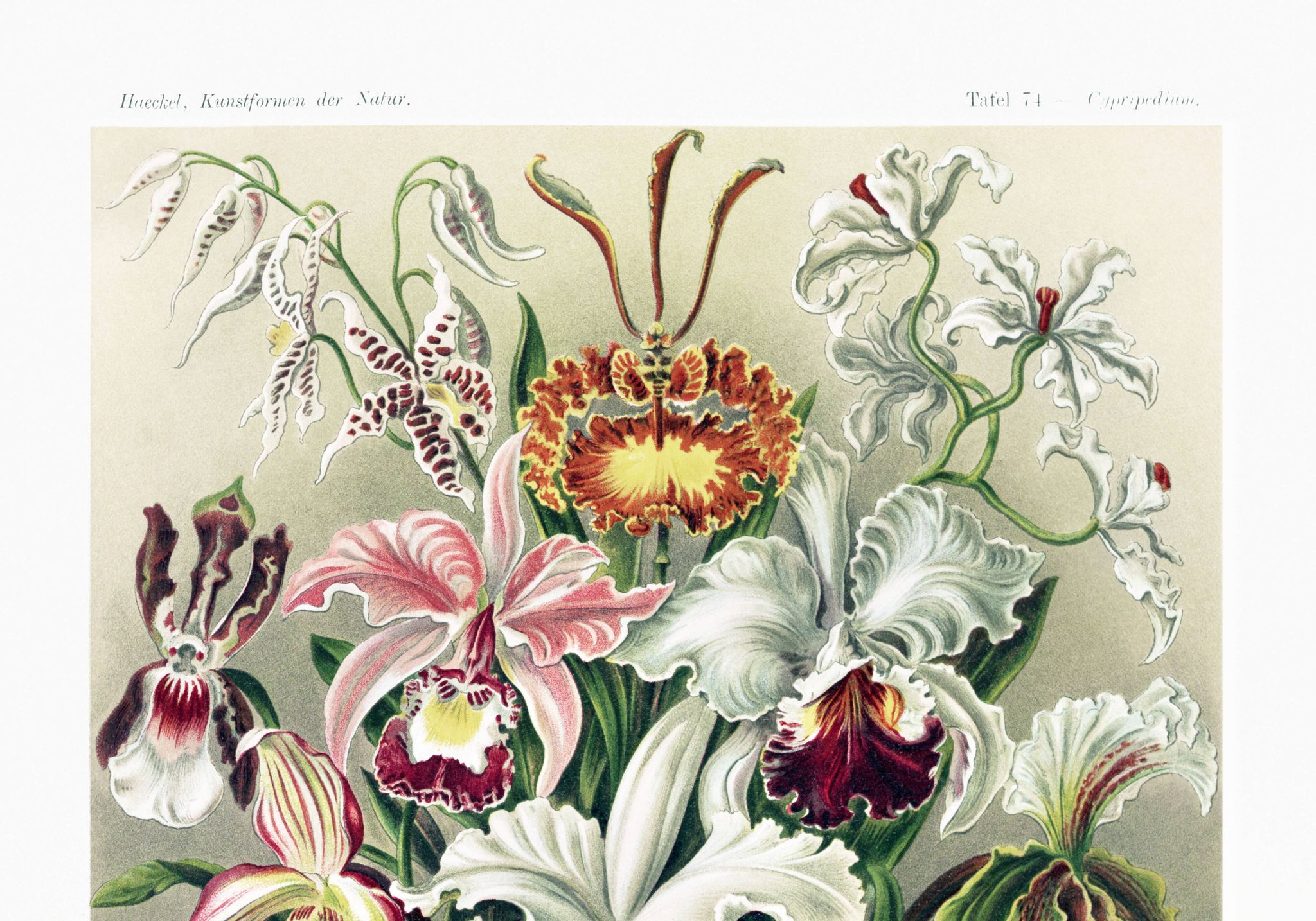 Poster about “orchids”, based on an old lithograph from 1904.