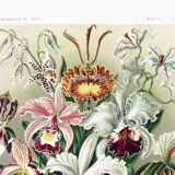 Poster about “orchids”, based on an old lithograph from 1904.