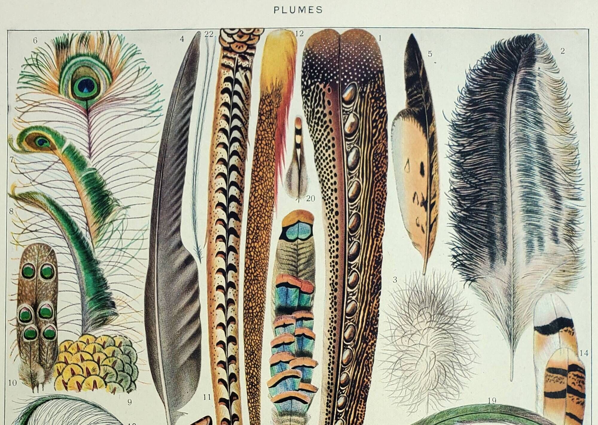 Antique engraving 1928, Feathers, birds, wings, bird of paradise • Lithograph, original illustration