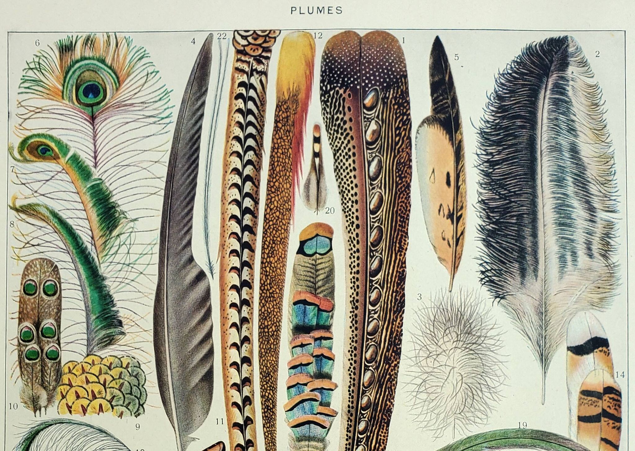 Antique engraving 1928, Feathers, birds, wings, bird of paradise • Lithograph, original illustration