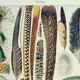 Antique engraving 1928, Feathers, birds, wings, bird of paradise • Lithograph, original illustration
