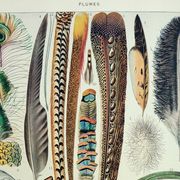 Antique engraving 1928, Feathers, birds, wings, bird of paradise • Lithograph, original illustration