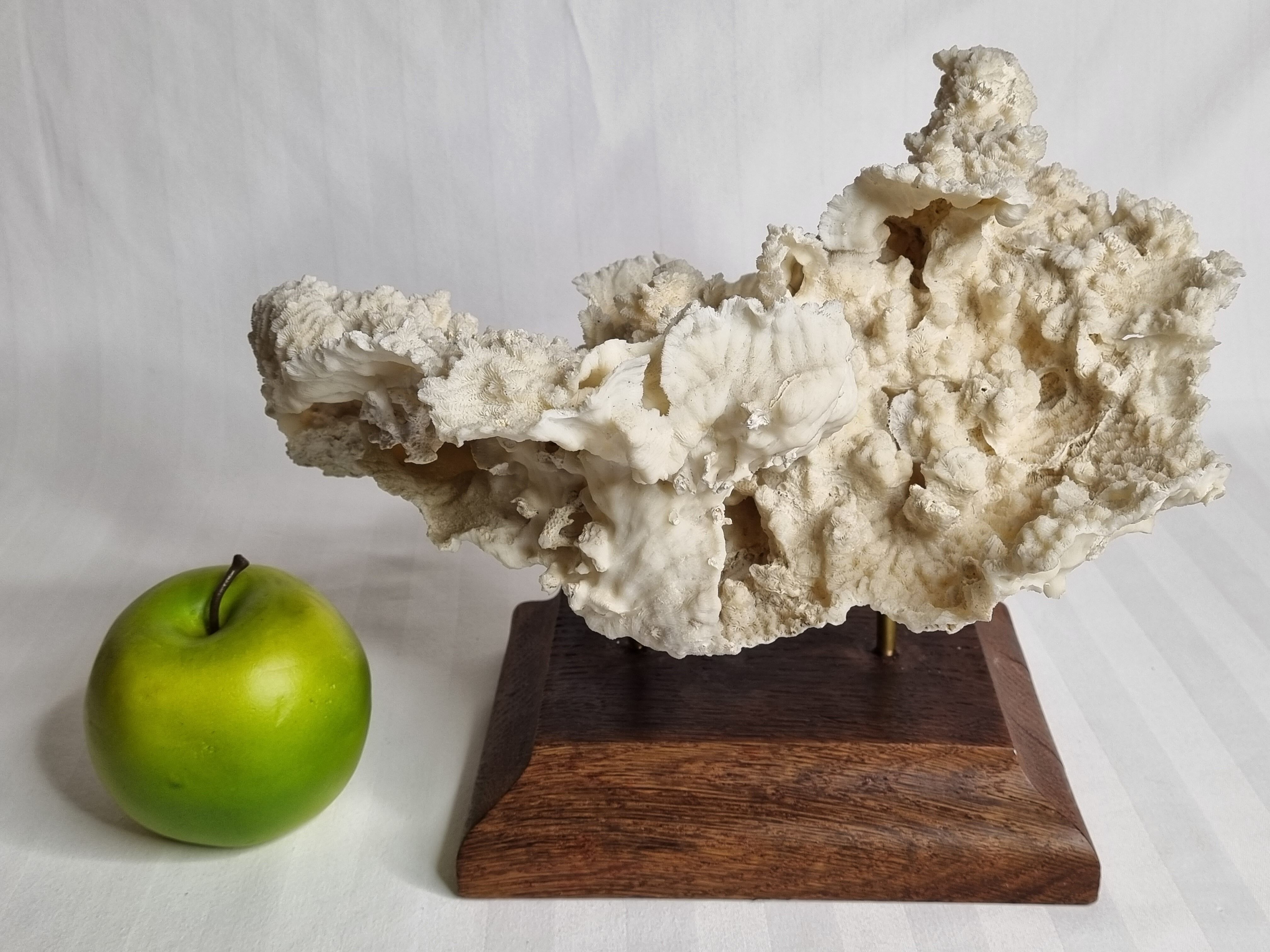 Old whole white coral on solid wood support, 34 cm