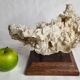 Ancien corail blanc entier sur support en bois massif, 34 cm