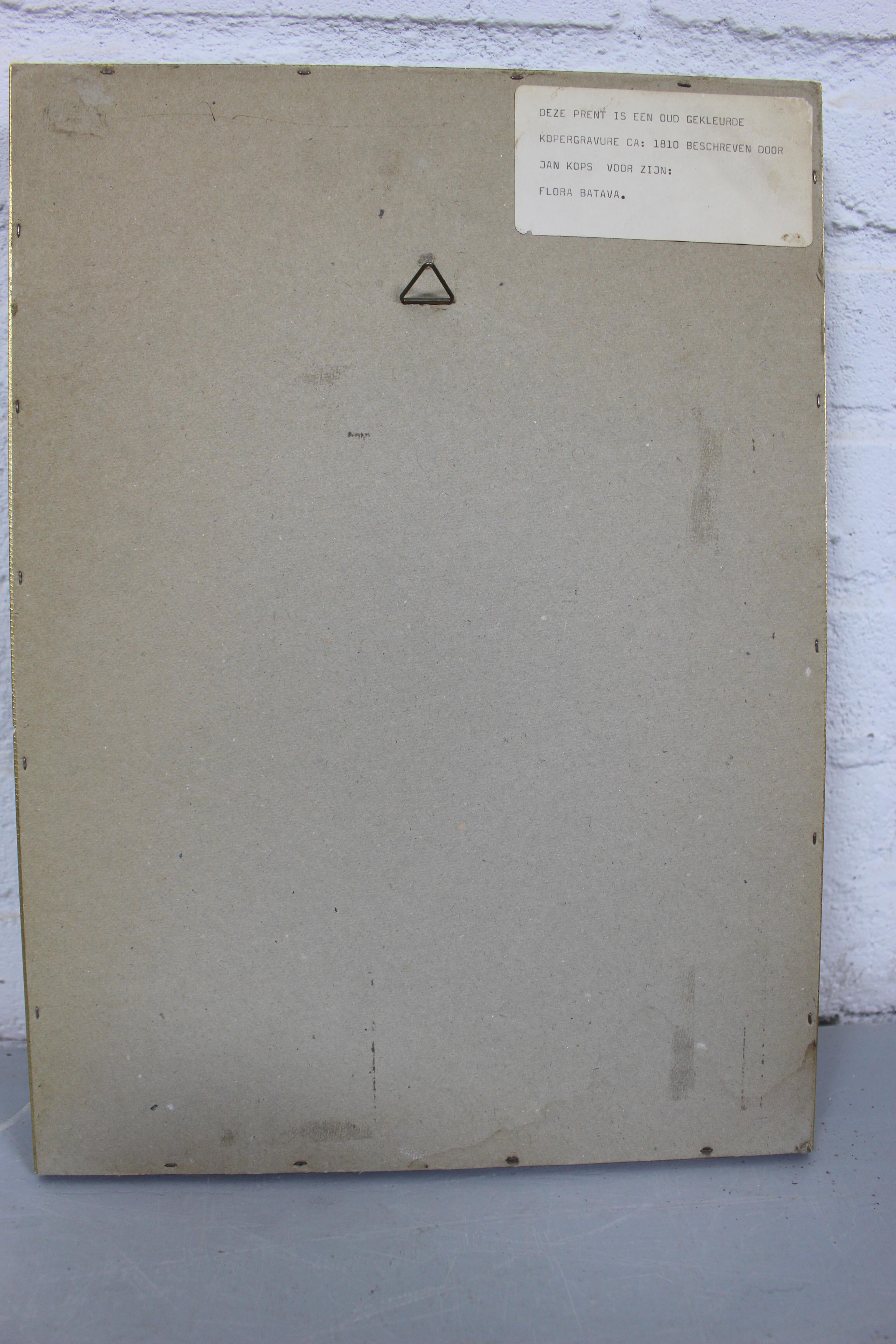 Set of 3 copperplate engravings from the famous book "Flora Batava, 1807"-1814