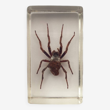 Resin inclusion insect - JAPAN DEVIL SPIDER Curiosity - No. 34