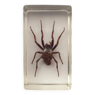 Resin inclusion insect - JAPAN DEVIL SPIDER Curiosity - No. 34