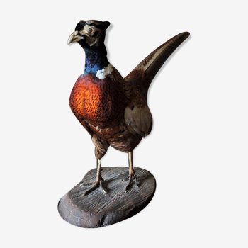 Ancient naturalized pheasant