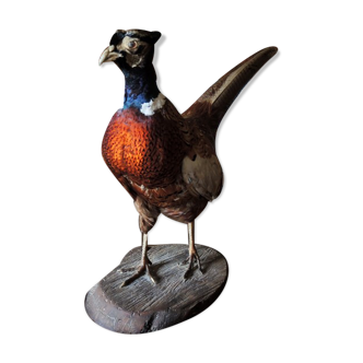Ancient naturalized pheasant