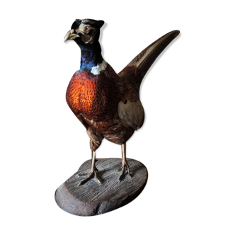 Ancien faisan naturalisé, empaillé, taxidermie