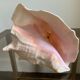 Coquillage casque cornu 18 cm