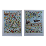 Original lithographs of birds and nests