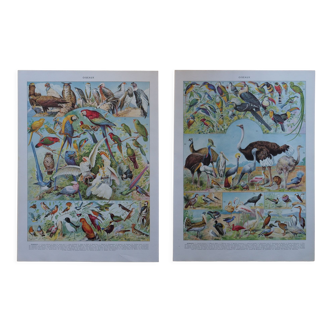 Original lithographs of birds and nests