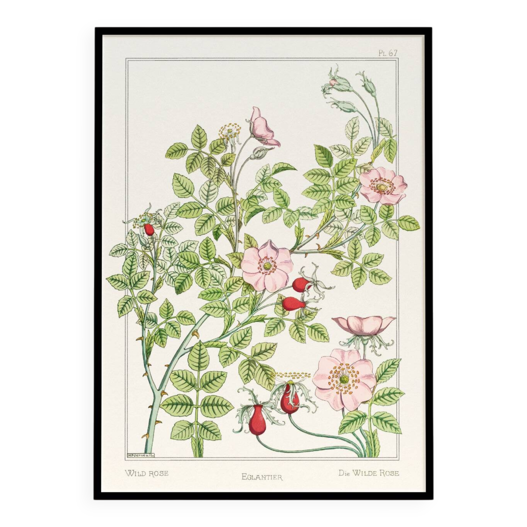 Poster “Rosehip”, after an Art Nouveau lithograph from 1897