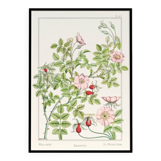 Poster “Rosehip”, after an Art Nouveau lithograph from 1897