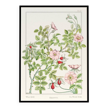 Poster “Rosehip”, after an Art Nouveau lithograph from 1897